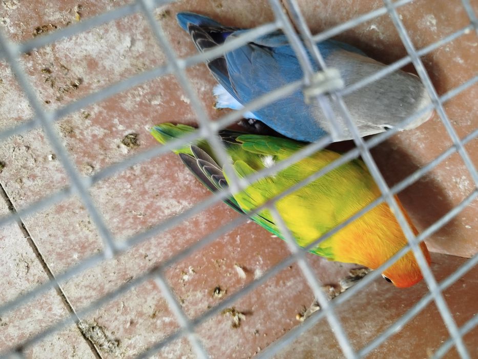 Agapornis fischeres opalinos euwings