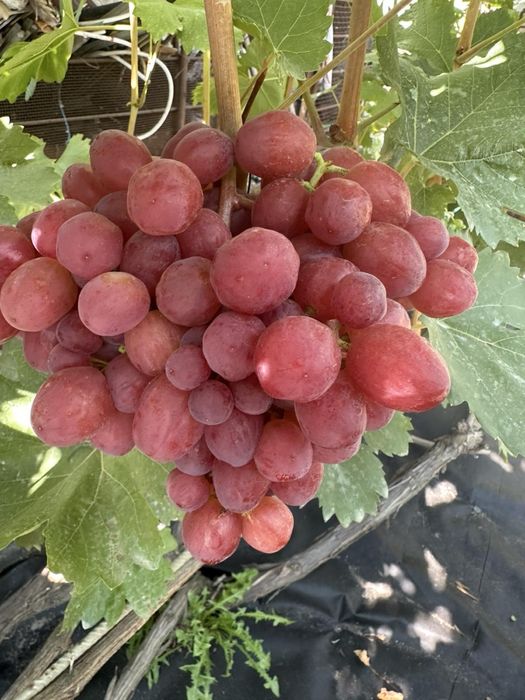 Чубуки , черенки, живці ,винограду