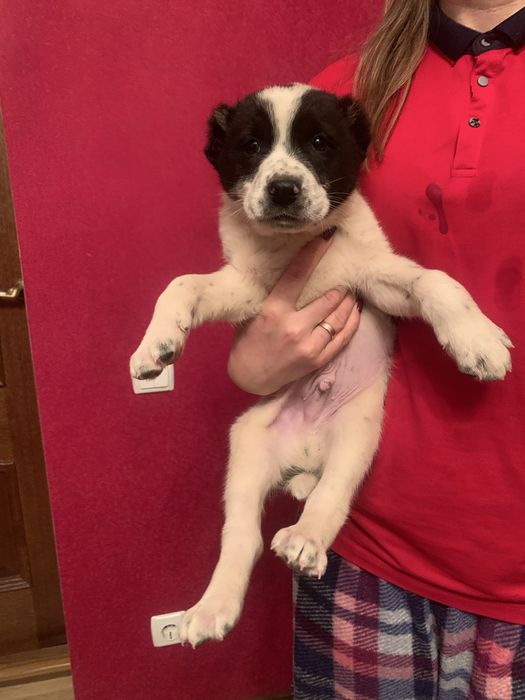 Продам цуценят Алабая