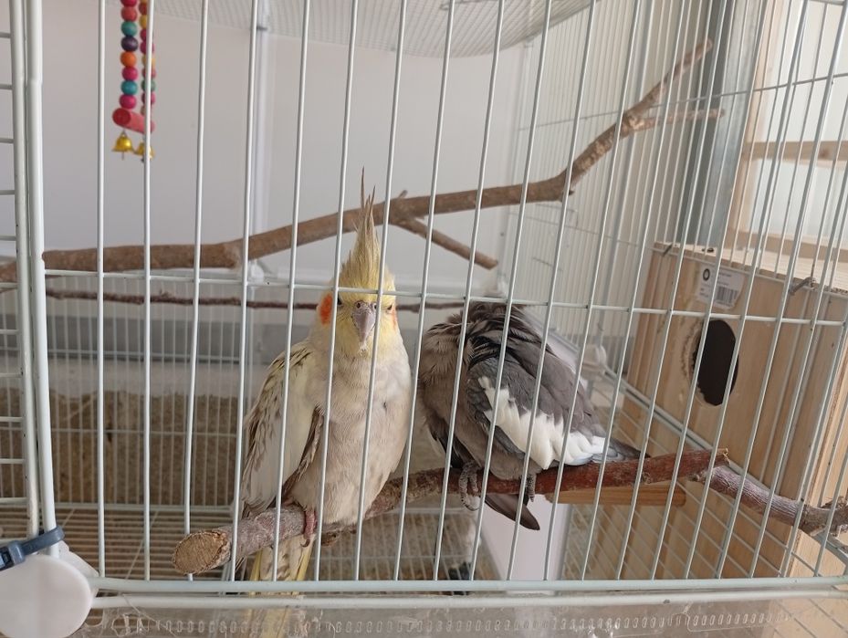 Casal de caturras