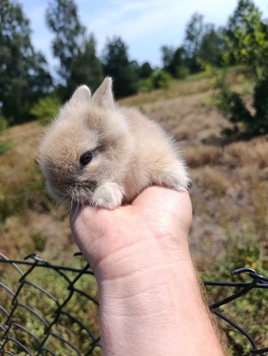 Karzelek Teddy króliki