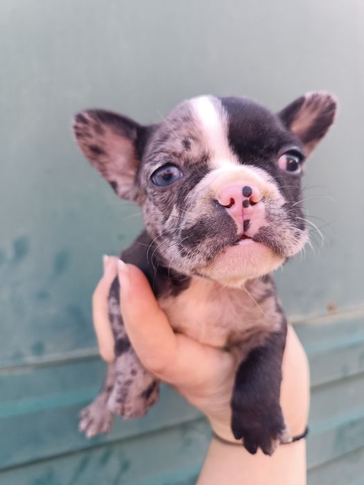 Блакитні,чорні,мармур,білі,шоколадні,різного забарвлення,на любий смак