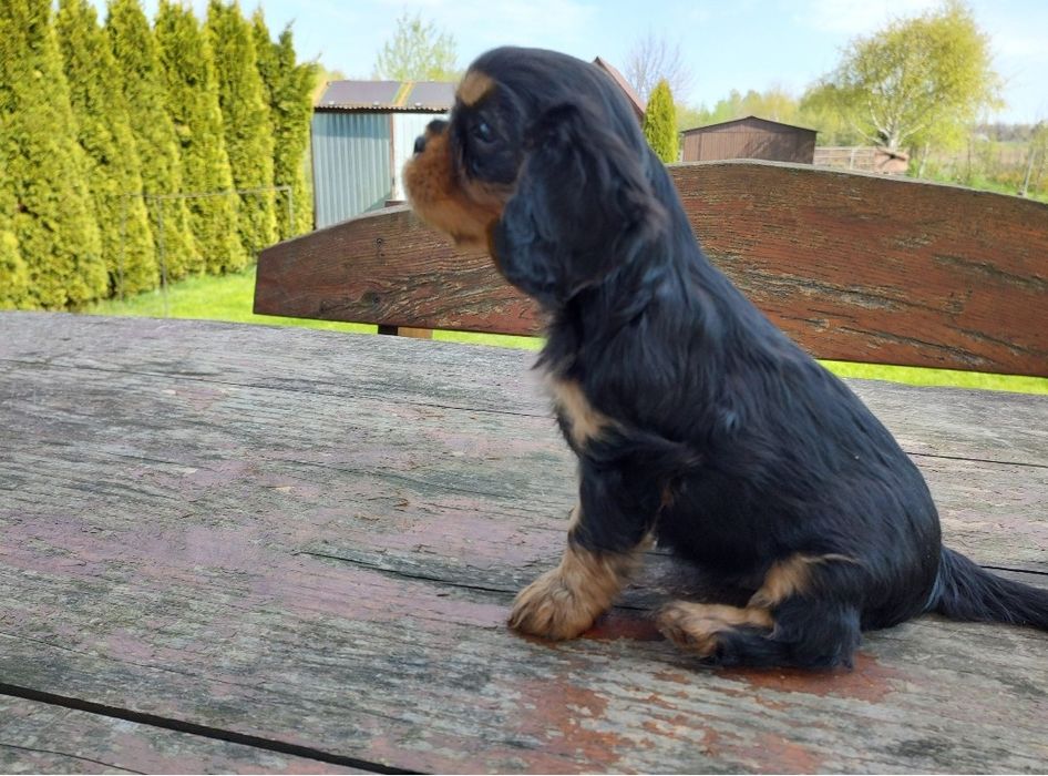 Cavalier King Charles Spaniel Suczka