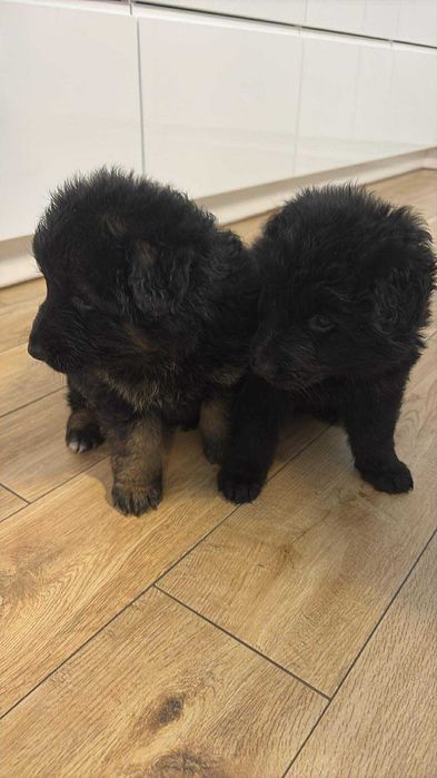 Owczarek niemiecki długowłosy