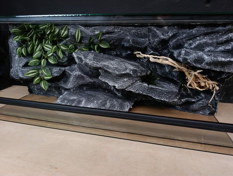 Gekon lamparci z terrarium