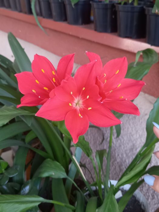 Домашня рослина. Має дуже гарні червоні квіти