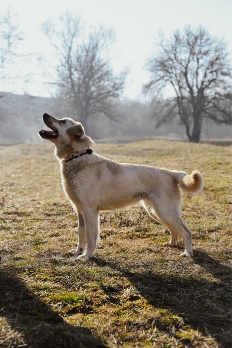 Młoda, kochająca kobiety suczka w typie labradora