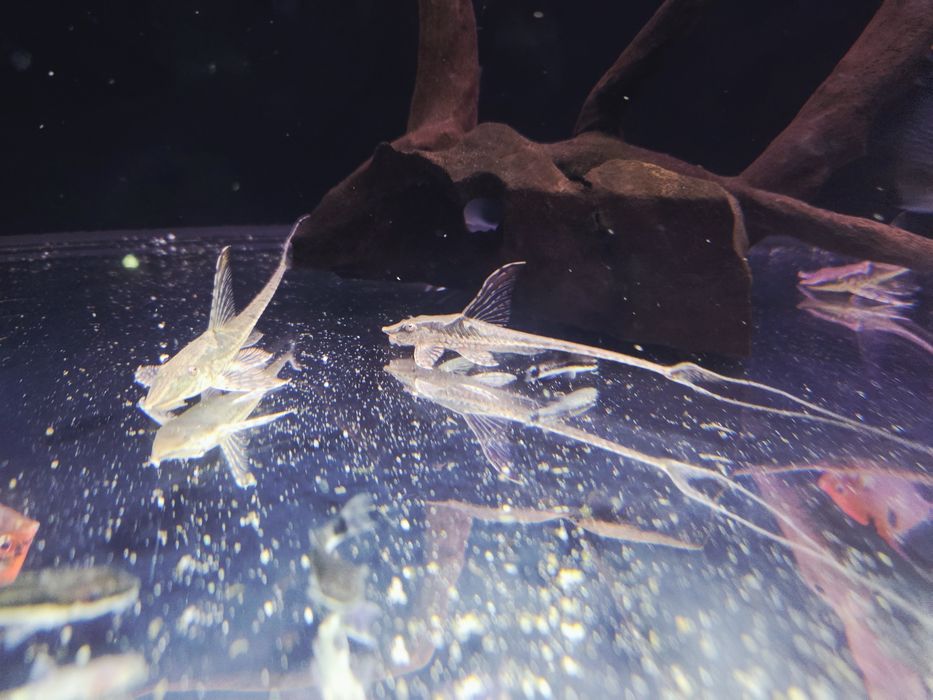Sturisoma aureum