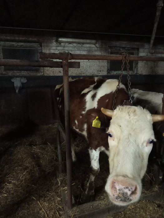 Sprzedam krowy mleczne