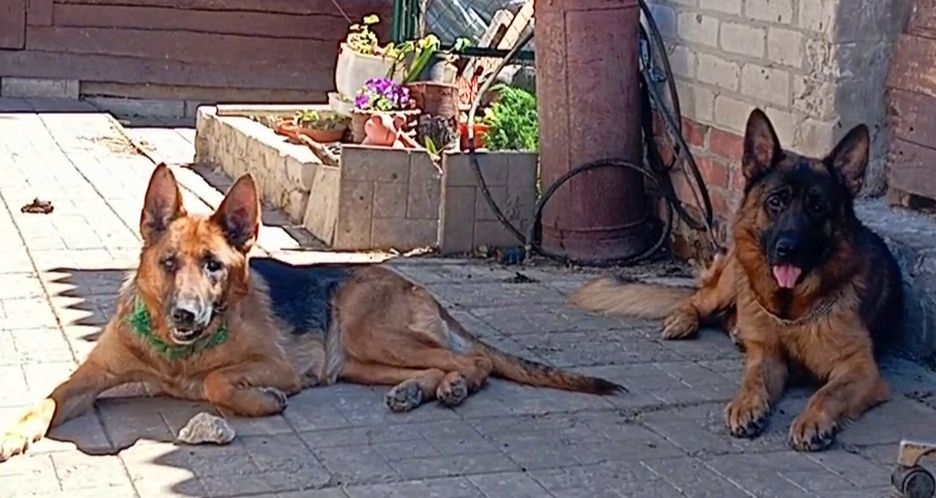 Суки стандарт яркого окраса.