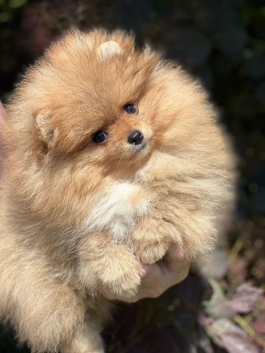 Pomeranian piesek