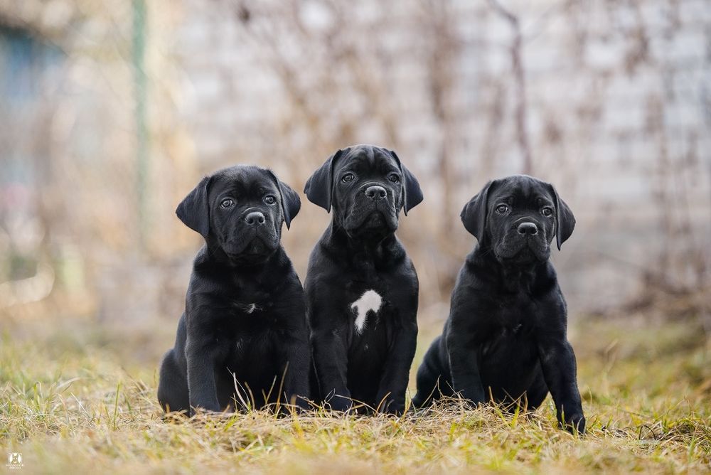 Вязка Кане корсо