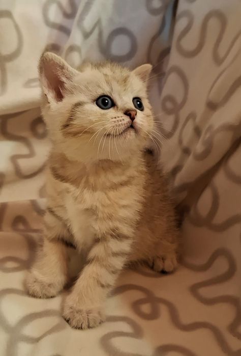 Одесские котята короткошёрстные