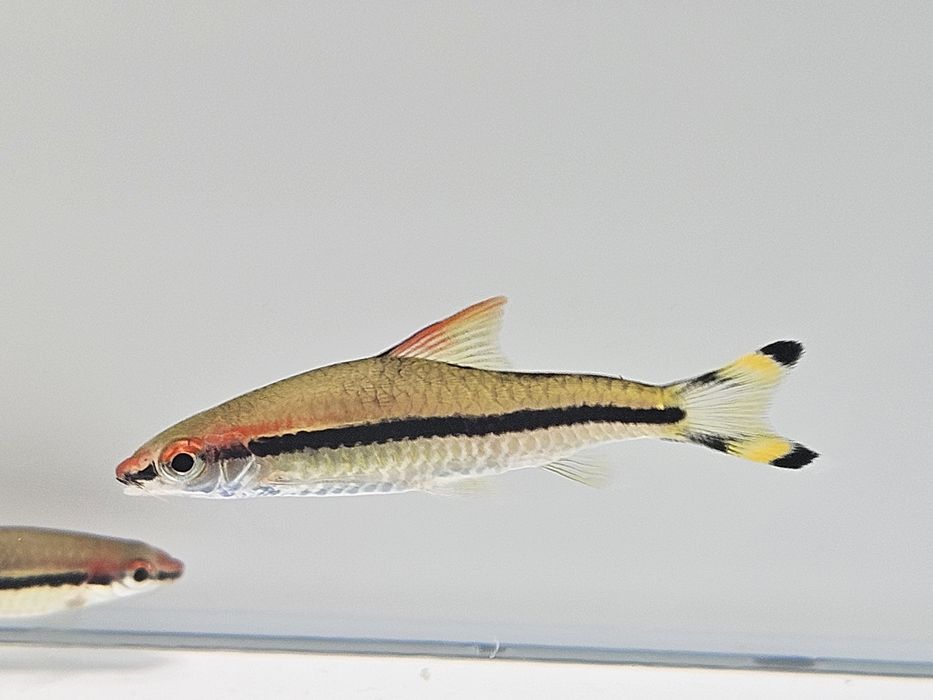 Brzanka denisona