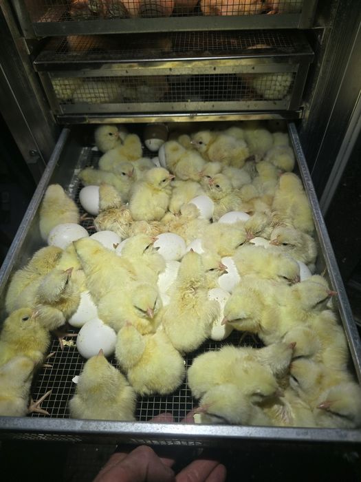 Kurczęta leghorn, leghorny