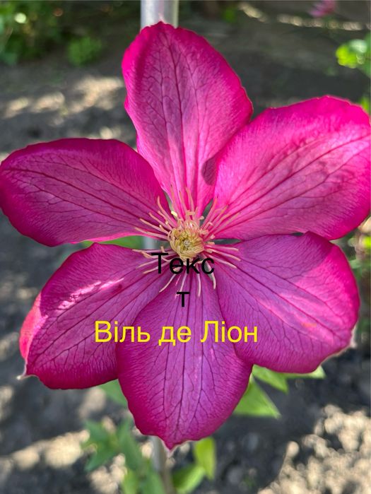 Клематис. Климатис. Кліматис. Клематіс.