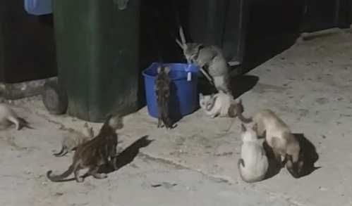 Dou gatinhos bebés lindos