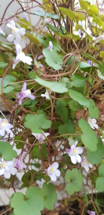 Цимбалярия почвопокровник