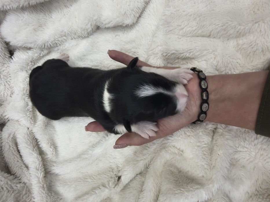 Border Collie szczeniaki