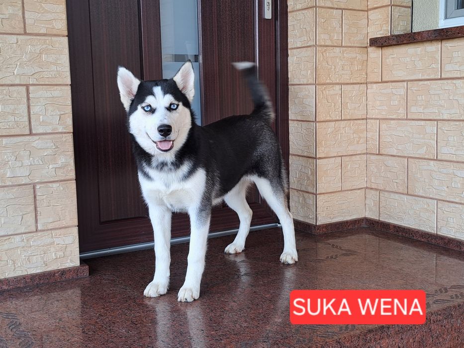 Husky Syberyjski