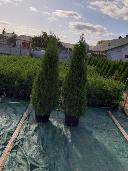 Tuja Szmaragd, Tuje Braband.