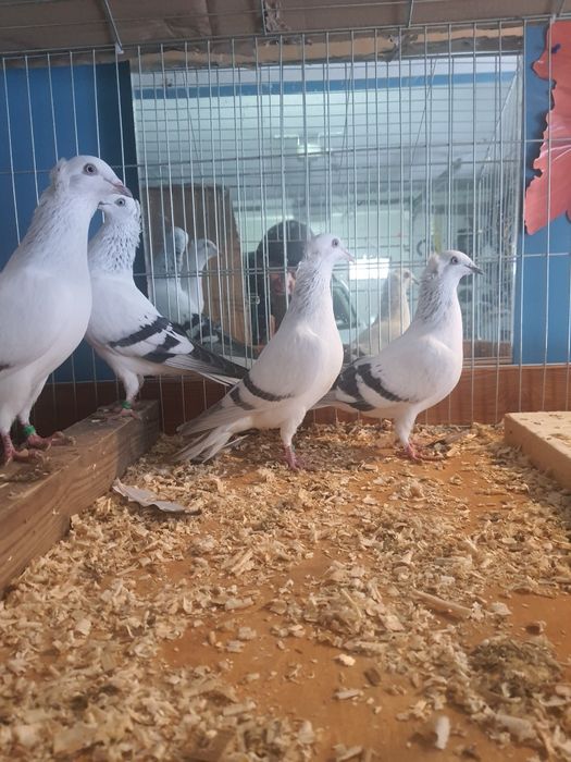 Sprzedam gołębie żałobniki