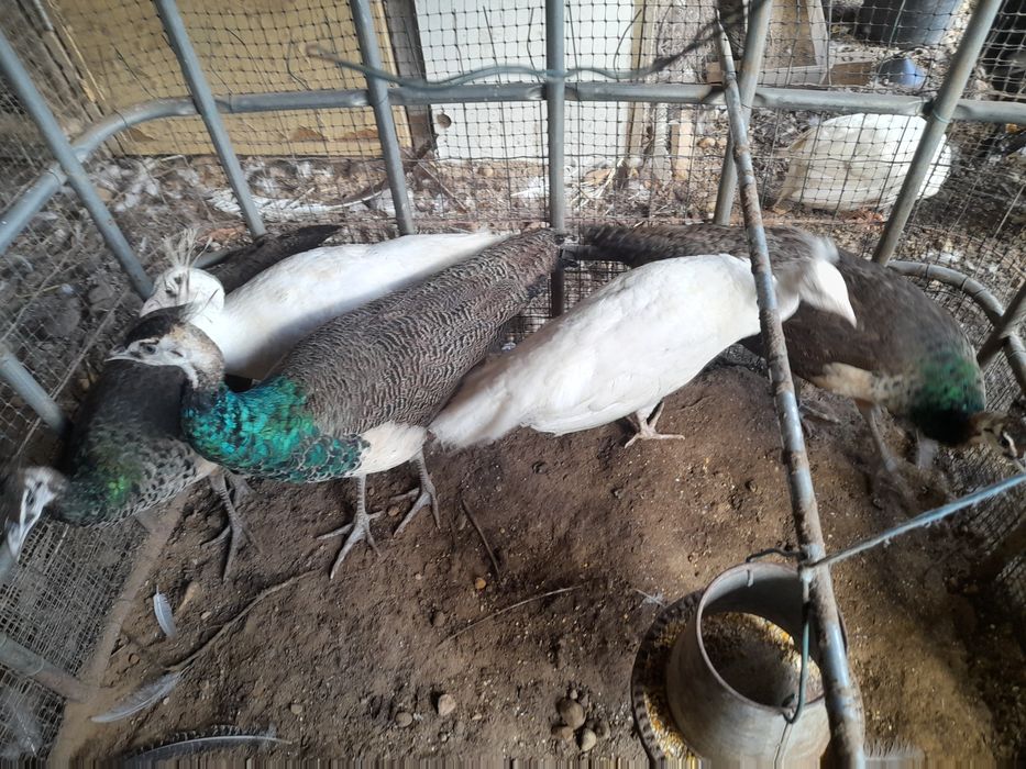 Vendo pavões brancos e reais