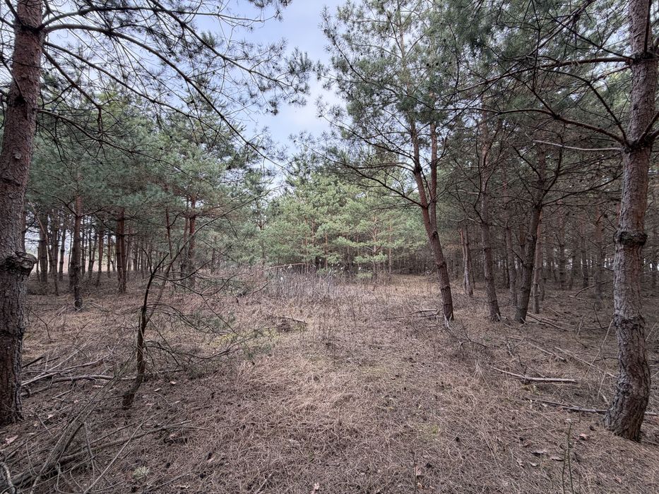 Продам ділянку під забудову в лісі 12,5 соток с. Бобриця, без %