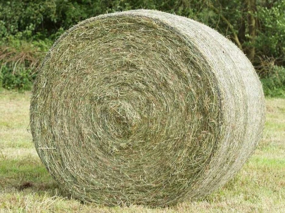 Sprzedam siano w balotach czerwiec 2025