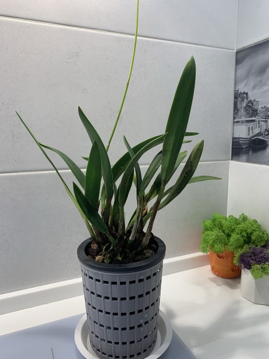 Орхідея Laelia Marxiana доросла