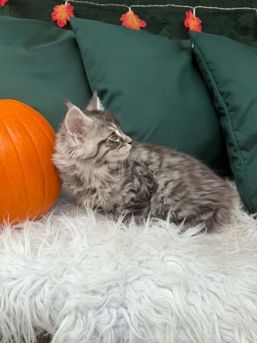 Maine Coon - kocurek