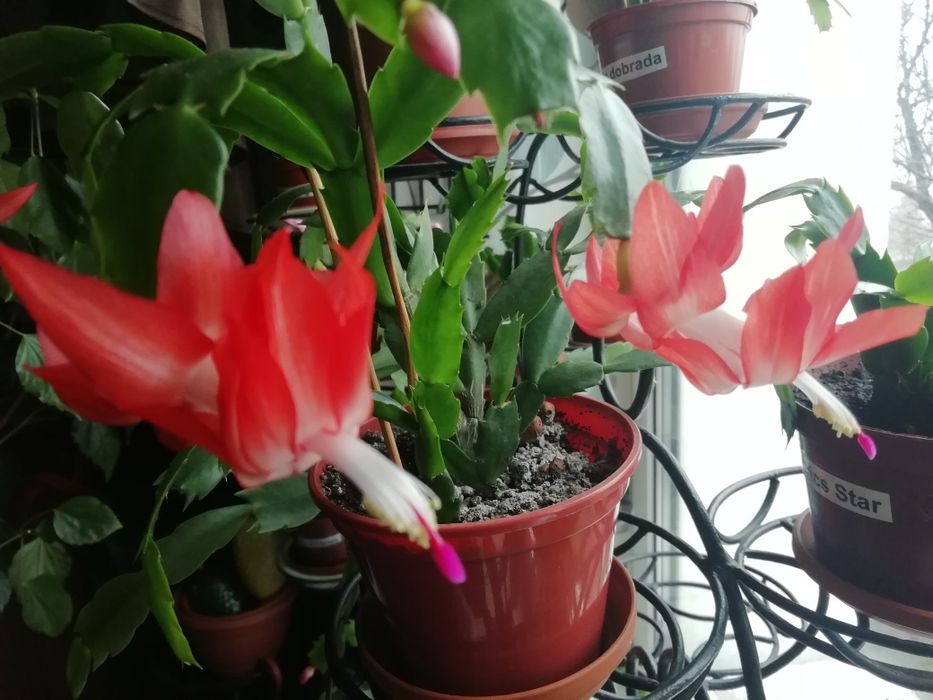 Шлюмбергера, декабрист Stefania