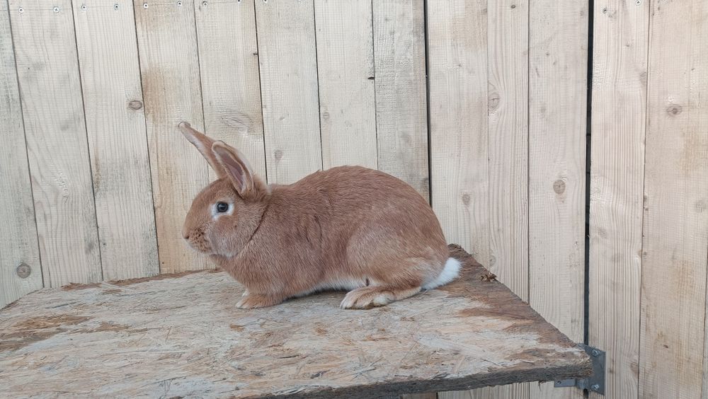 Króliki burgundzkie