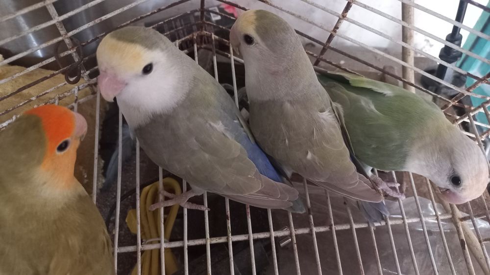 Vendo caturras, piurras e rosicois s entre outros passarinhosinhos