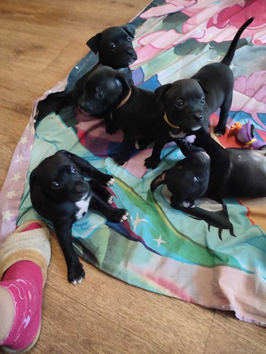 Продаж цуценят Американського стаффоршидського терьера