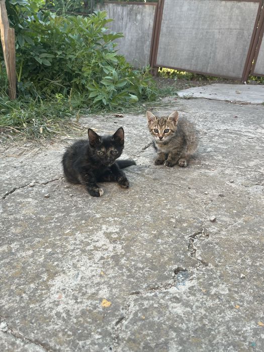 Котенята безкоштовно