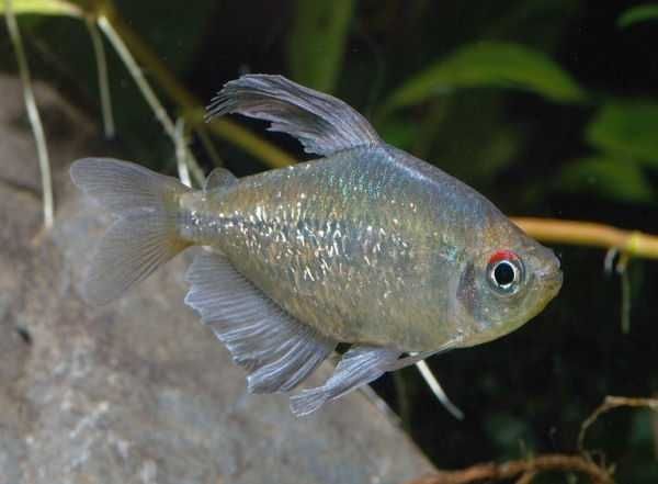 Błyszczyk brylantowy / Tetra diamentowa (Moenkhausia pittieri) WYSYŁKA AKWAWIN