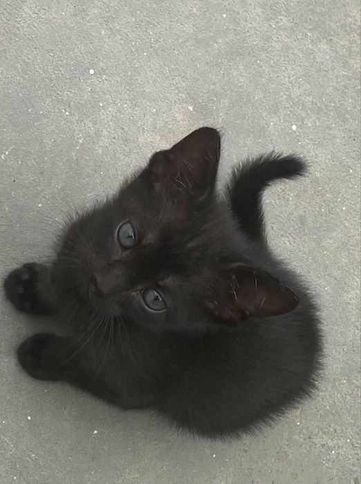 Três gatas para adoção