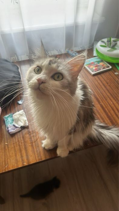 Helena Maine Coon