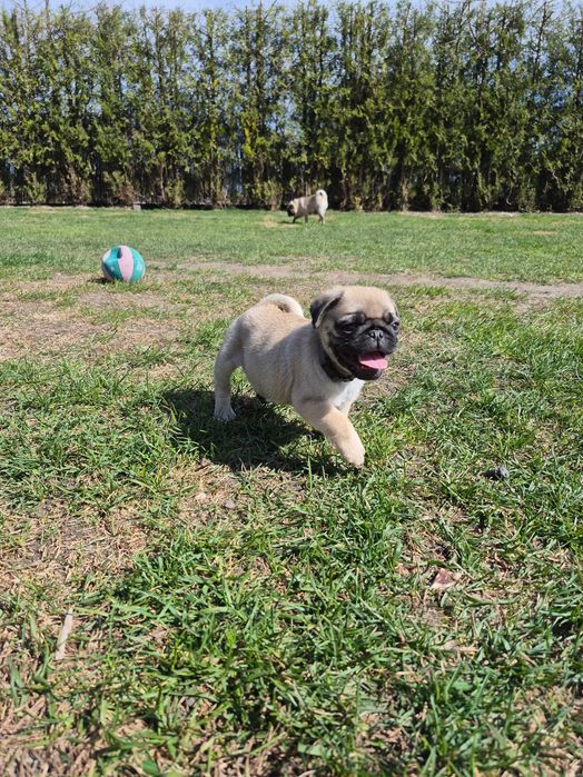 Cudowne zabawne mopsiki