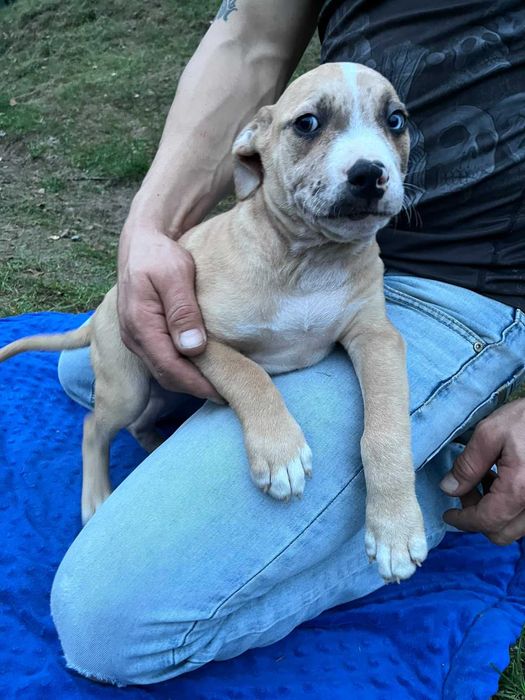 Amstaff samiec kremowy błękitne oko