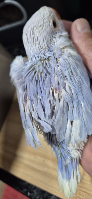 Ring neck violenta pálido para  criar a mão