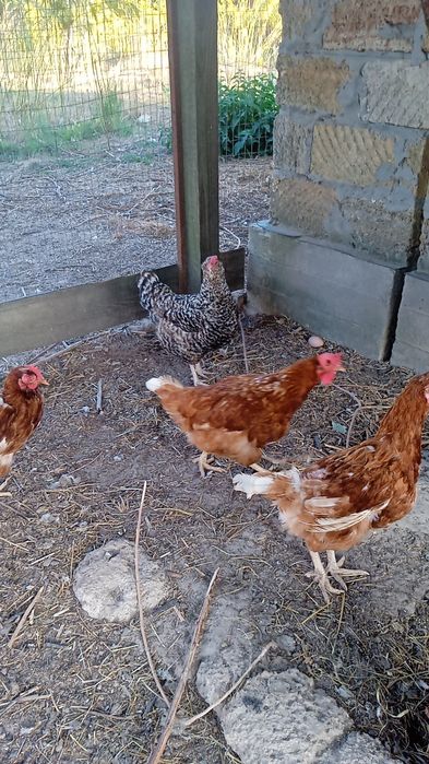Кури несушки та 3 на м'ясо. І півні один з чорним м'ясом.
