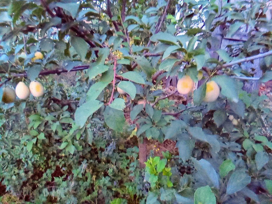 Слива желтая "Яхонтовая"