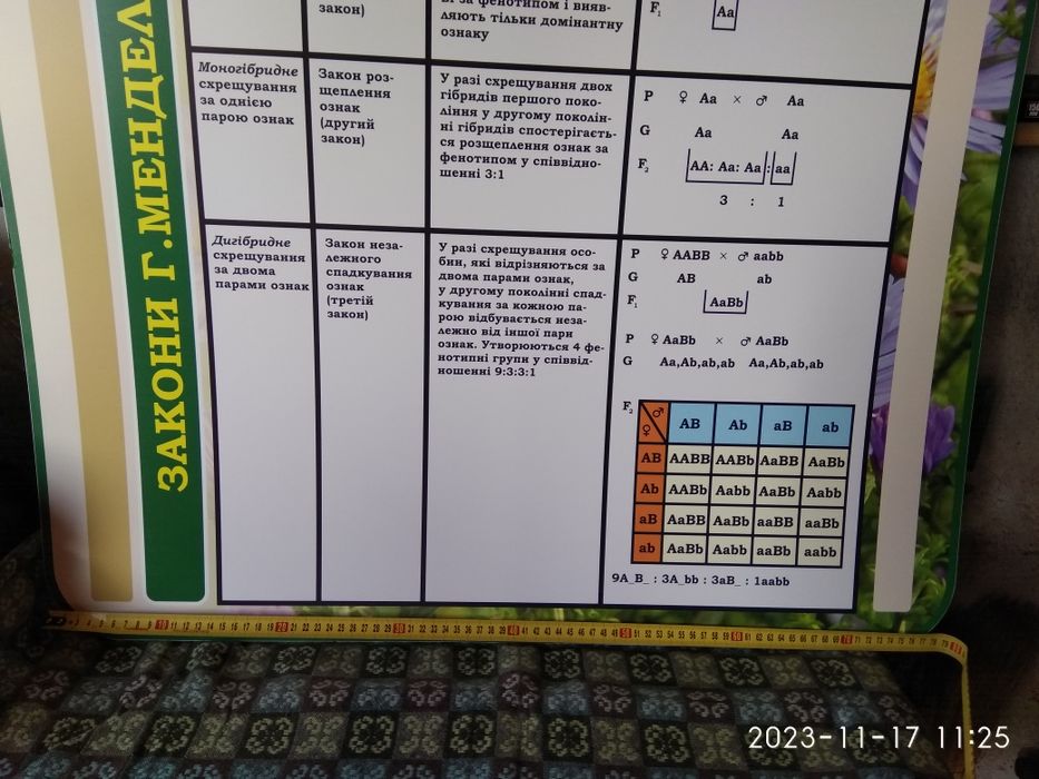 Стенд у кабінет біології Закони Менделя