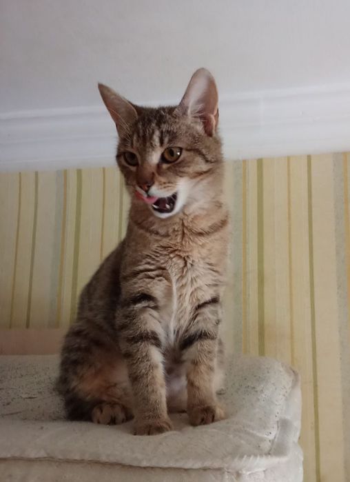 Стерилизованная кошка-подросток табби ищет дом! Котята в хорошие руки