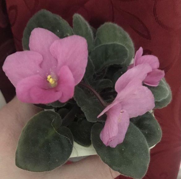 Фіалки, фіалка кімнатна