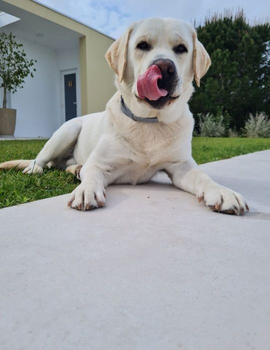 Labrador procura descendente