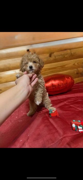 Mini maltipoo; мини мальтипу малыш Карамель ‼️