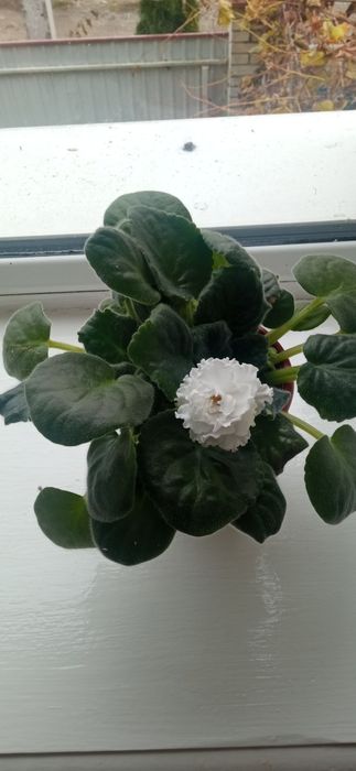 Продам Зимиокалькус и другие